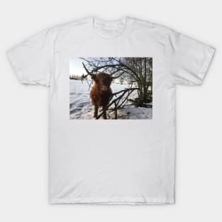 Scottish Highland Cattle Cow 2227 T-Shirt